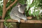 Koala By Itself In A Tree Stock Photo