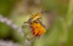 Plant Bug (oncotylus Bolivari) Stock Photo