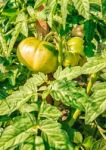 Ripening Green Tomatoes Stock Photo