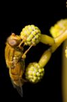 Orange Hoverfly Stock Photo