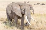 African Elephant In Serengeti National Park Stock Photo