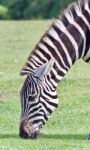 Isolated Picture With A Zebra Eating The Grass Stock Photo