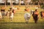 Country Cows Stock Photo