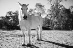 Horse In The Paddock Stock Photo