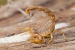 Buthus Scorpion Stock Photo