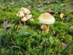 Sulphur Tuft Fungus (hypholoma Fasciculare) Stock Photo