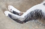 Relaxing Cat's Pawns At Home Stock Photo