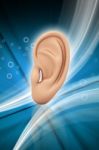 Ear Anatomy Stock Photo