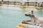 Sienna, Tuscany/italy - May 18 : Detail Of The Fountain In The M Stock Photo