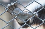 Hand Animal In Cage Stock Photo