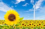 Sunflowers Field With Wind Turbine And Blue Sky Stock Photo