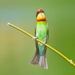 Chestnut-headed Bee-eater Stock Photo