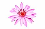 Pink Waterlily  Stock Photo