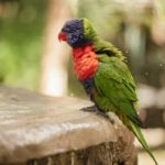 Rainbow Lorikeet Stock Photo