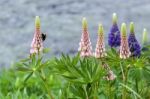 Wild Lupins (lupinus Perennis) Stock Photo