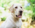 Portrait Of Labrador Retriever Stock Photo