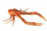 Langoustine Stock Photo