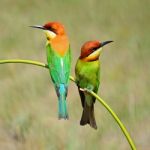 Chestnut-headed Bee-eater Stock Photo