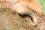 Brown Female Antelope Face Stock Photo