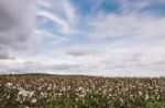 Cotton Field In The Countryside Stock Photo