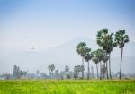 Asian Palmyra Palm ,sugar Palm Tree Surrounded With  Rice Field Stock Photo