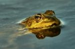 Green Frog Stock Photo