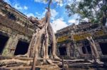 Trees Growing Out Of Ta Prohm Temple, Angkor Wat In Cambodia Stock Photo