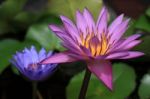 Pink Water Lily Stock Photo