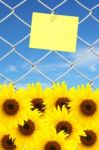 Sunflower And Yellow Note Stock Photo