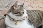 Cat Laying Down Leisure On Wooden Chair Stock Photo