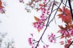 Pink Sakura In Autumn Stock Photo