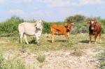 Cows On The Field Stock Photo