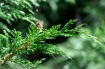 Speckled Wood Butterfly (pararge Aegeria) Stock Photo