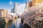 Cherry Blossoms Along The Meguro River, Tokyo Japan Stock Photo