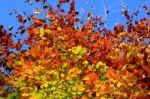 Beech Leaves In Autumn Stock Photo