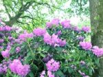 Rhododendron,flowers Stock Photo