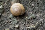 Texture Of Snail Shell On Moisture Soil Stock Photo