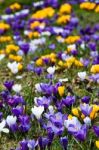 Crocus In Grass Stock Photo