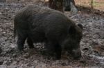 Wild Boar Stock Photo