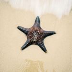 Starfish On The Beach Sand. Close Up Stock Photo