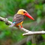 Brown-winged Kingfisher Stock Photo