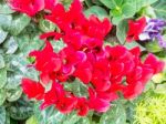 Red Cyclamen Flower In Garden Stock Photo