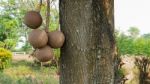 Cannonball Tree Stock Photo