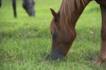 Horse In The Countryside Stock Photo