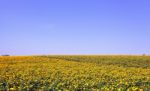 Marigold Flower Meadow In Blue Sky Stock Photo