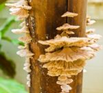 Fungi On Dry Bamboo Stock Photo