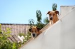 Two Dogs Peaking Stock Photo