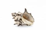 Sea Shell On White Background Stock Photo