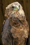 Bateleur Eagle Stock Photo