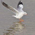 Brown-headed Gull Stock Photo